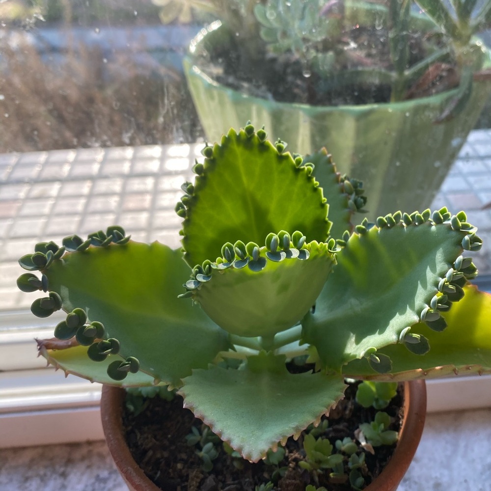 ✨B2G2✨Succulent Starters - Mother of Thousands!